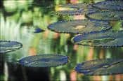 ABZ - Lily Pads